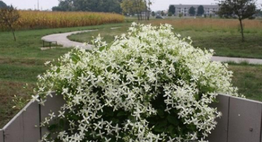 Popis odrůd plamének manchurian, pěstitelská agrotechnika